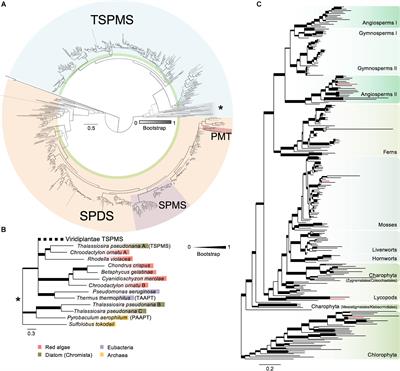 Conservation of Thermospermine Synthase Activity in Vascular and Non-vascular Plants